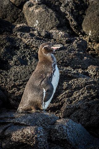 074 Sombrero Chino, galapagospinguin.jpg